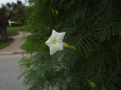 4、茑萝松.jpg