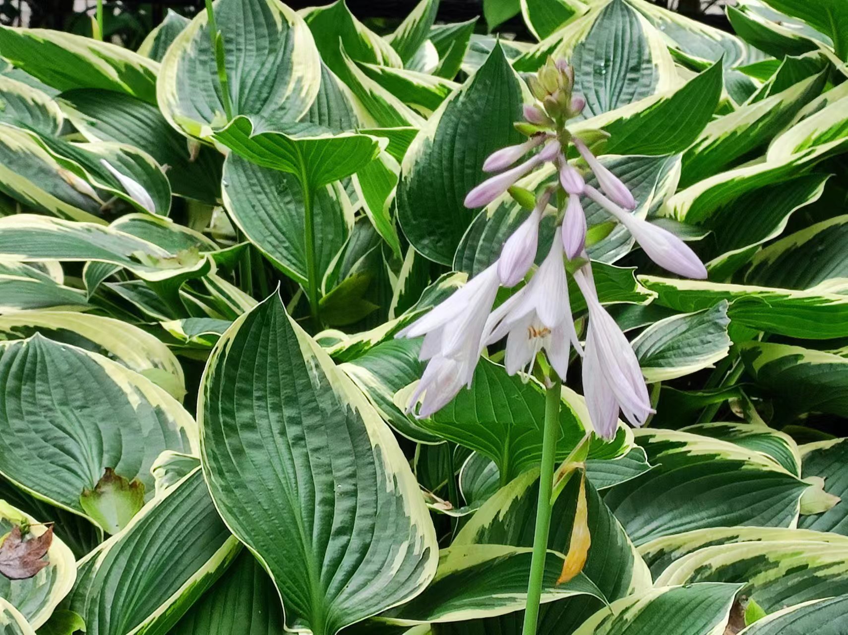 共青漫游,形如名,白如玉——玉簪_上海花讯_上海市绿化和市容管理局