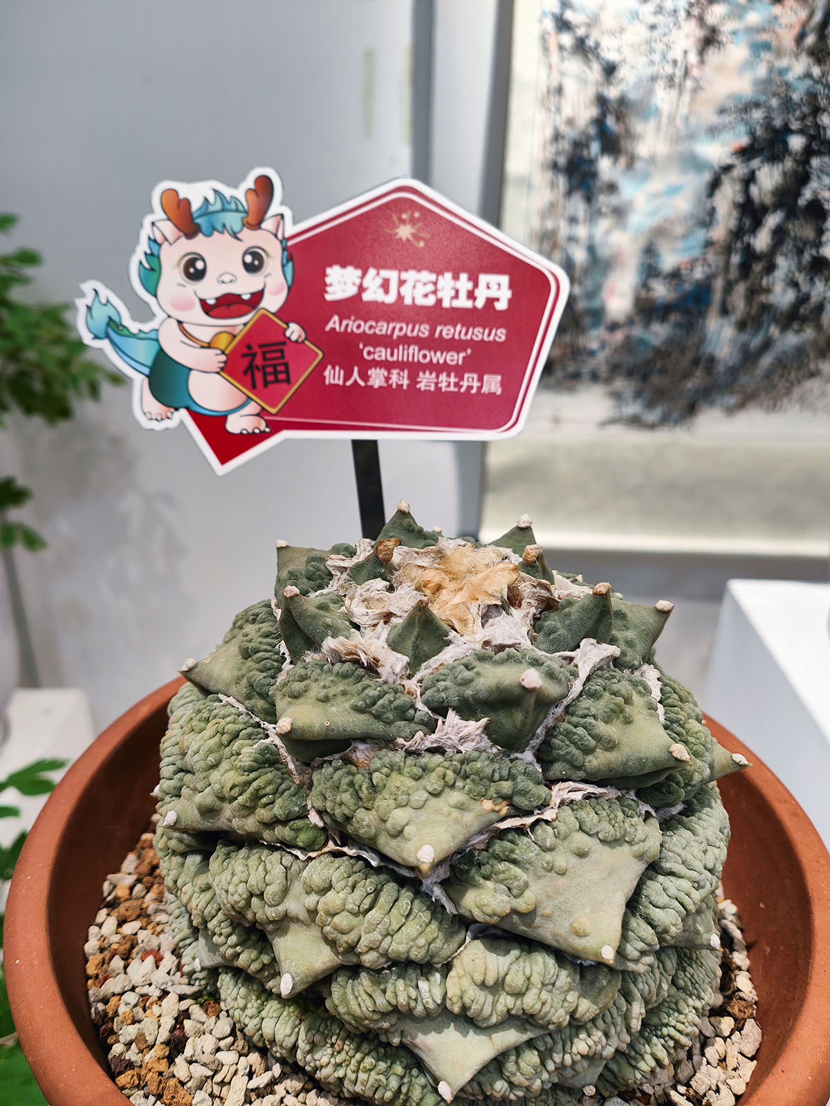 3、梦幻花牡丹.jpg