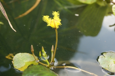 荇菜3.jpg