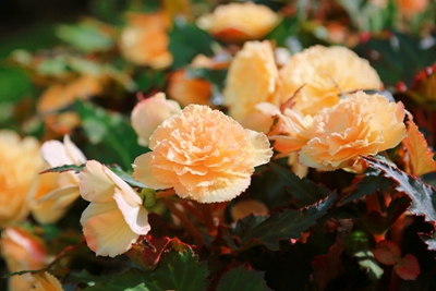 8C9A5478_副本.jpg