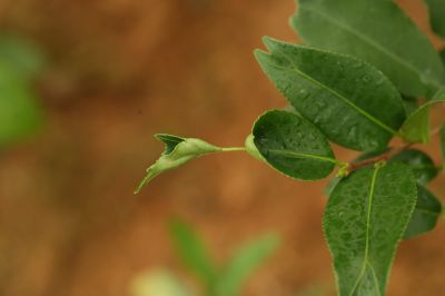 鱼叶粉香的鱼尾状叶片.jpg 鱼叶粉香的鱼尾状叶片.jpg