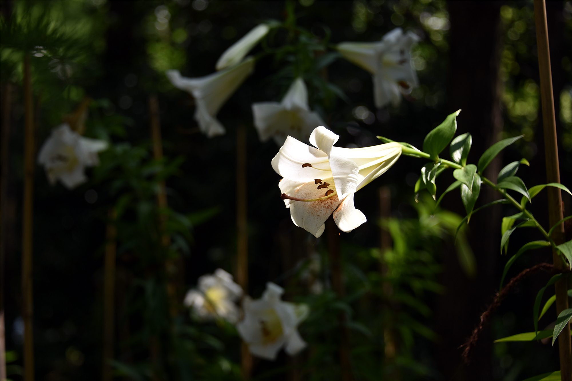 DSC_9621_副本.jpg