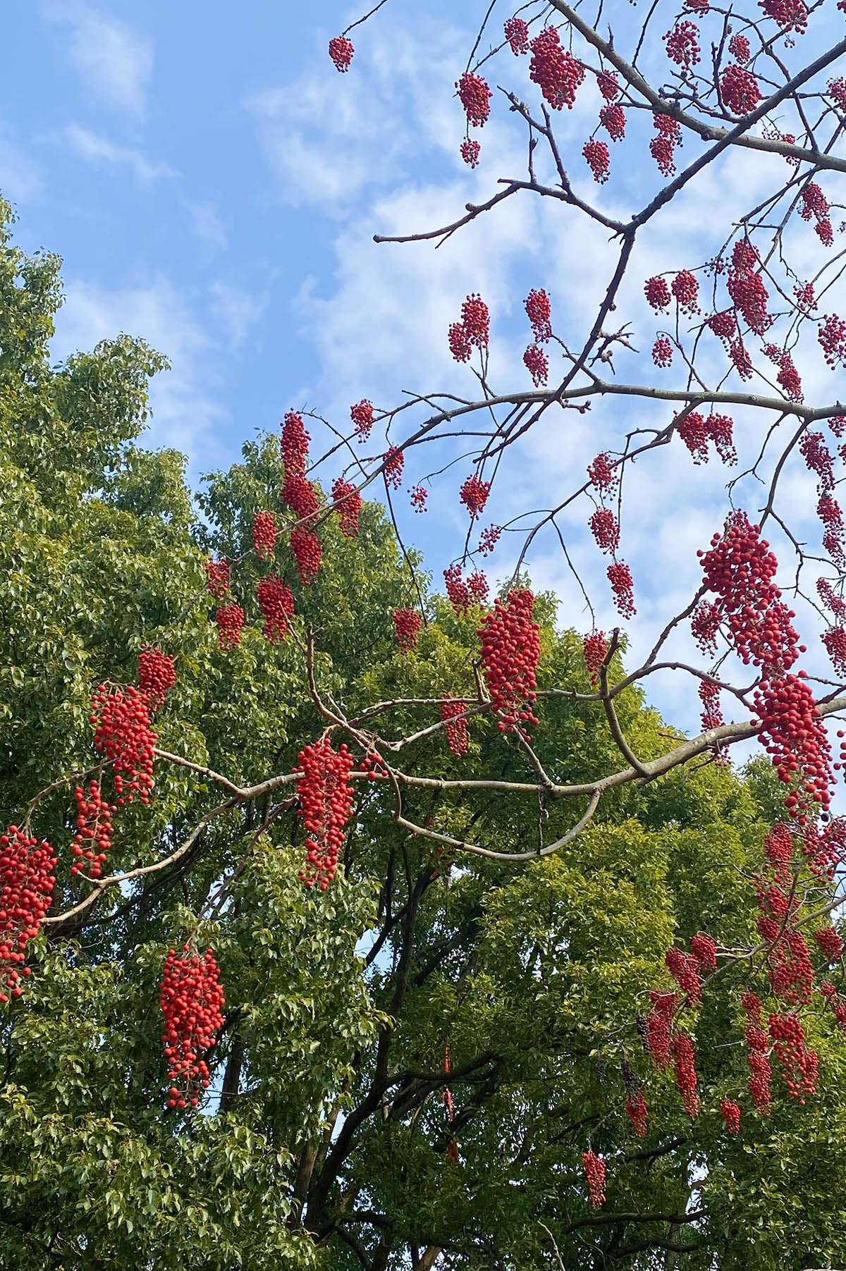 在树木园近东湖的北面,两株山桐子挂满了串串红彤彤的果实,像迷你版红