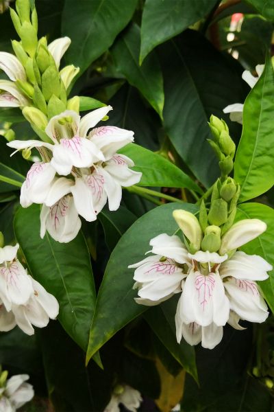 1-5鸭嘴花 (11).jpg