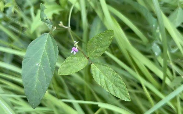 野大豆-赵露静.jpg 野大豆-赵露静.jpg