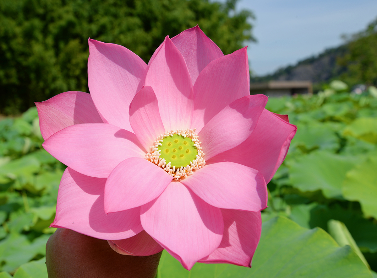 ‘冬瓜’莲.jpg