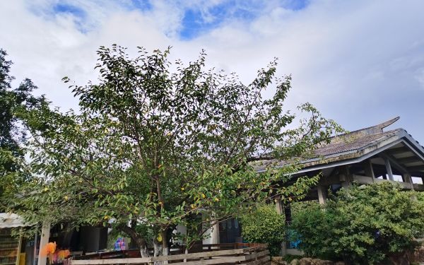 50多龄的樱花老树重现生机.jpg