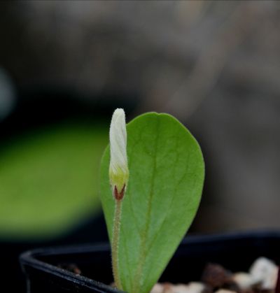 1单叶酢浆草.jpg 1单叶酢浆草.jpg