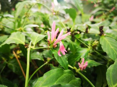 6红唇花--爵床科爵床属 (4).jpg