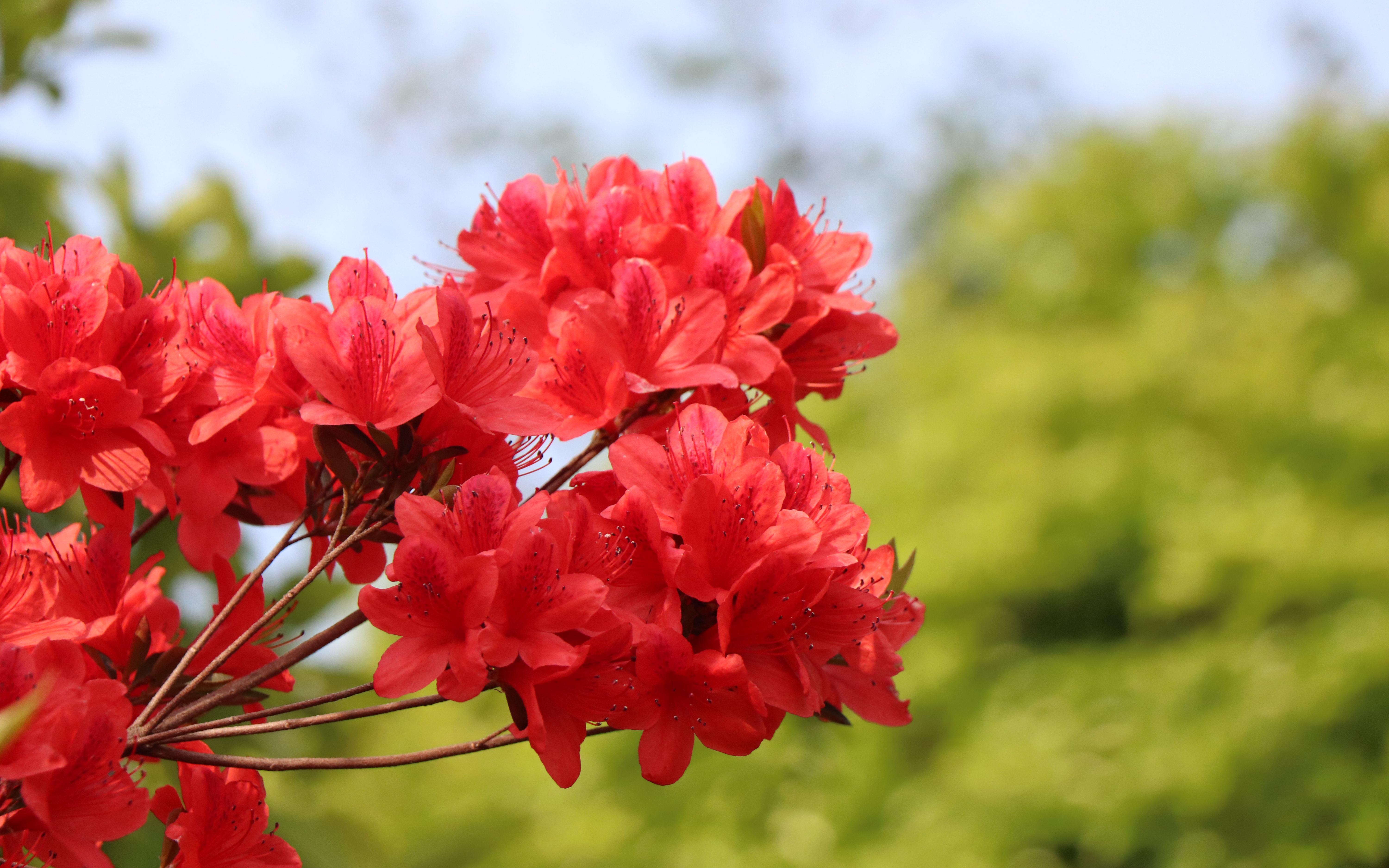 上海植物园积极参与绿色上海云科普讲座杜鹃花的多彩世界