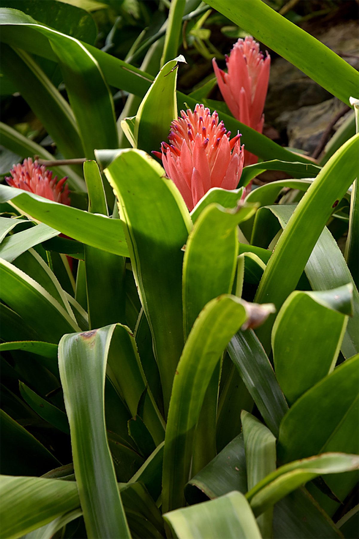 来辰山植物园感受火炬水塔花的燃情岁月