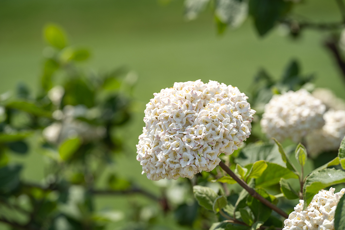 布克荚蒾 Viburnum × burkwoodii--12.jpg