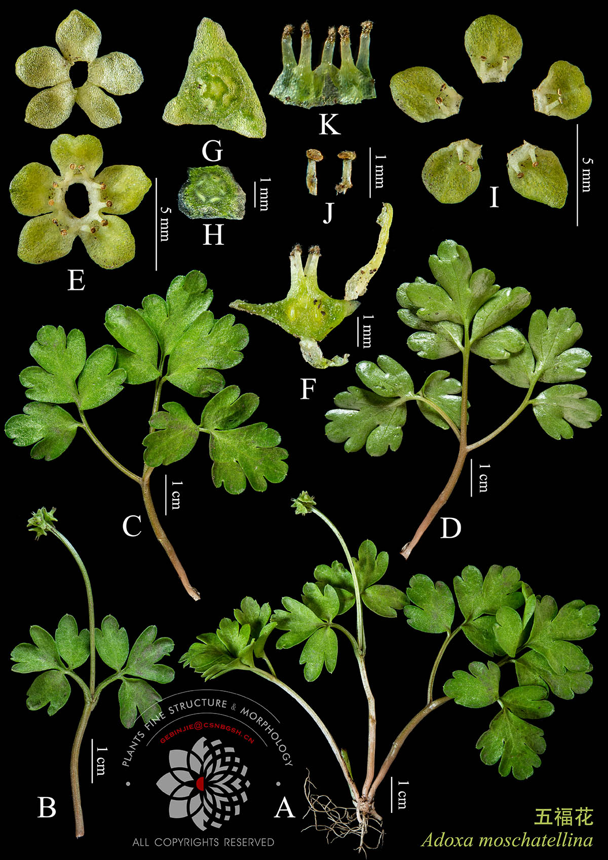 绿 Adoxa moschatellina 五福花.jpg
