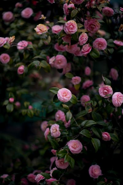 杜鹃山茶园内山茶 (2).jpg 杜鹃山茶园内山茶 (2).jpg