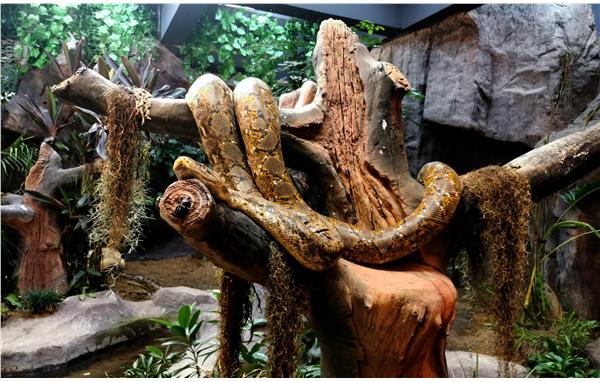中国最佳爬行动物馆图片