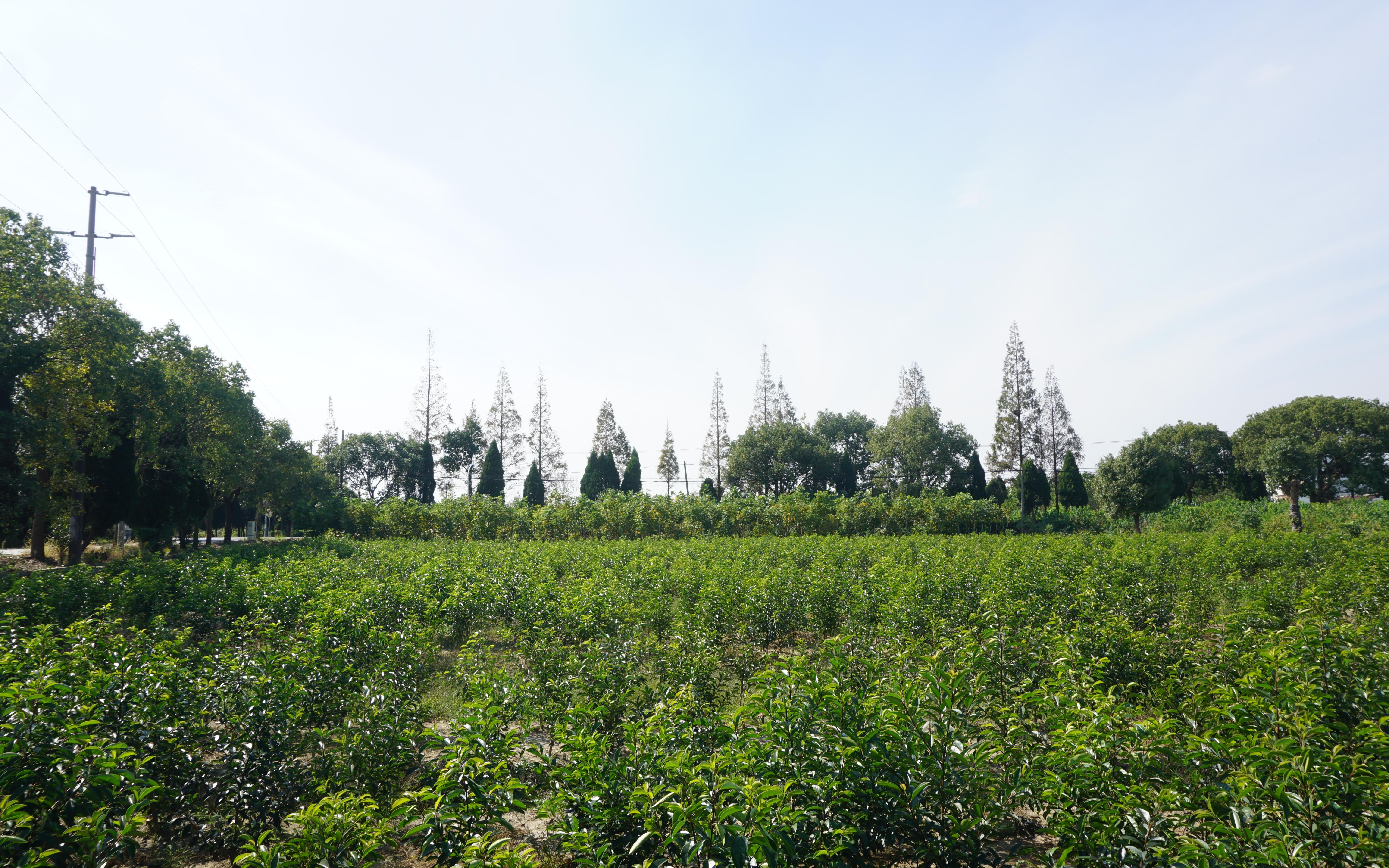 种苗质量抽查和保障性苗圃推进工作_要闻动态_上海市绿化和市容管理局