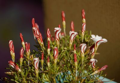 8双色冰淇淋酢浆草 (5).jpg