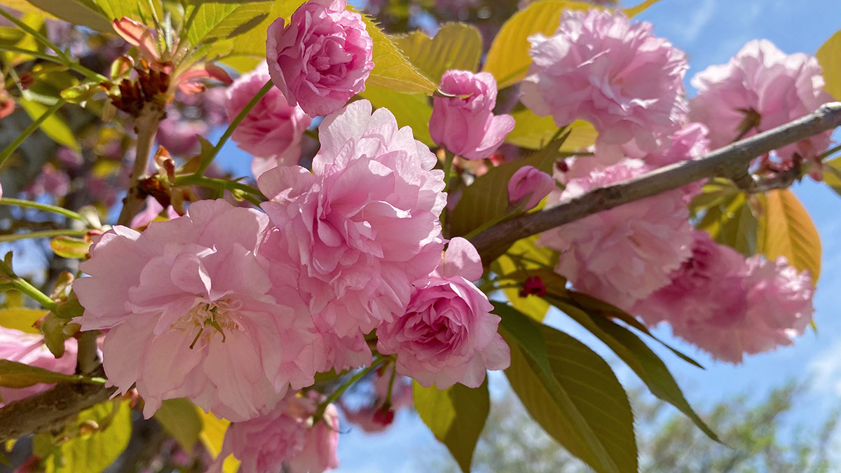 繁丽盈盈 辰山植物园晚樱浪漫盛放_上海花讯_上海市绿化和市容管理局