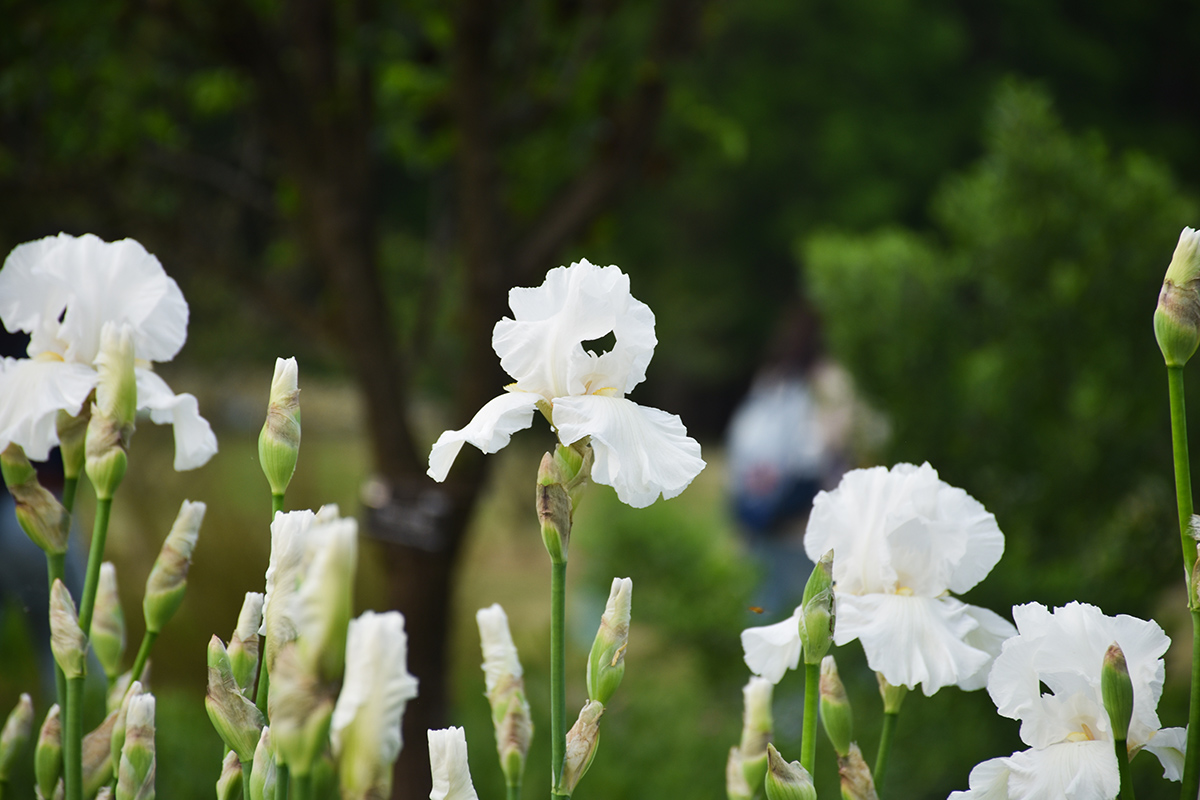DSC_8182.jpg