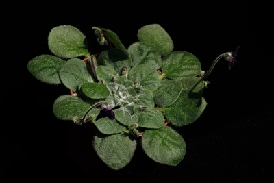 "神秘的爱 永恒花园"第七届苦苣苔科植物展