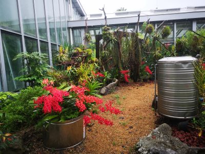 4上海植物园开展火焰兰露天造景示范 (1).jpg