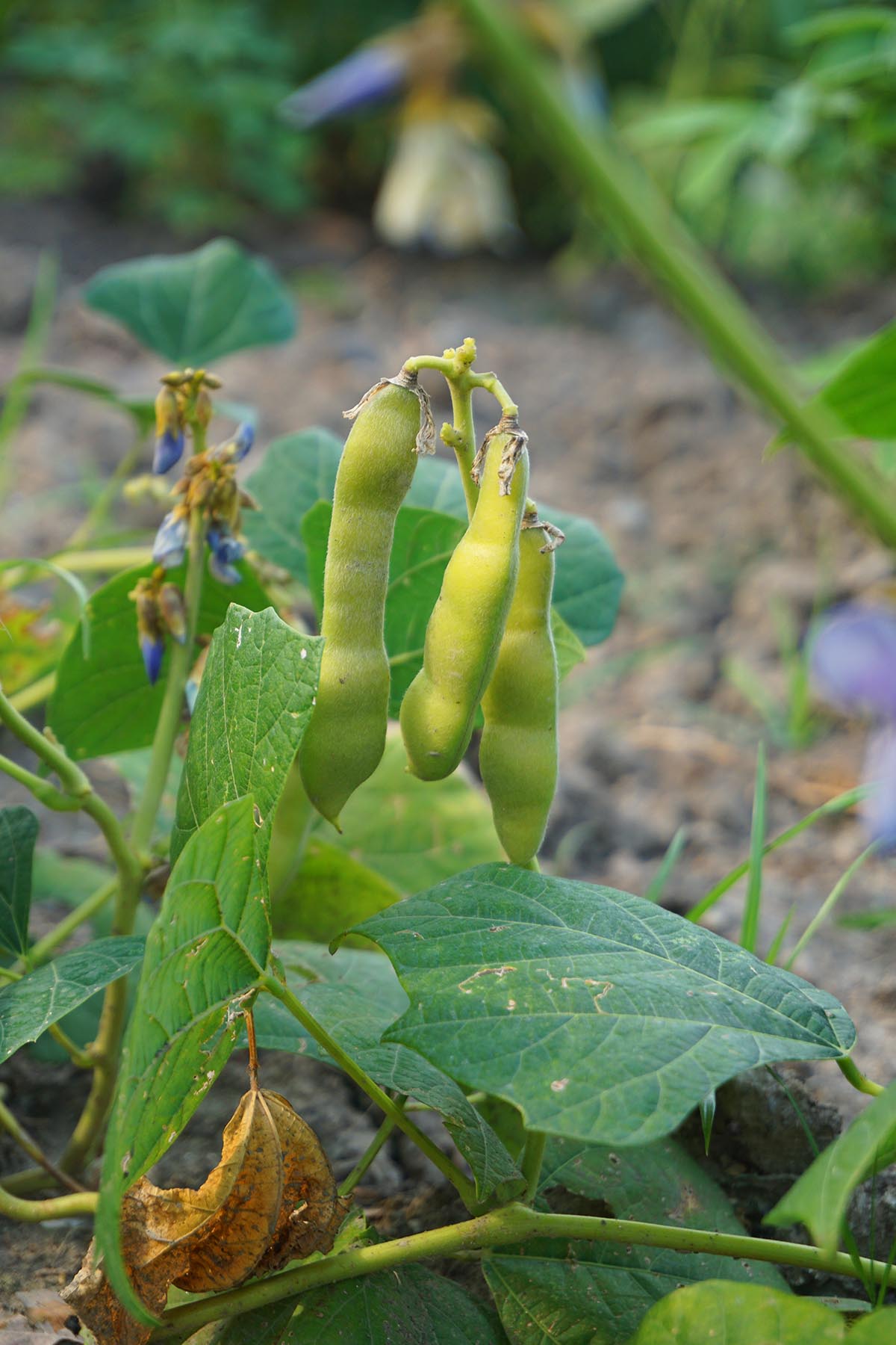 辰山植物园城市菜园中豆薯营养又美味