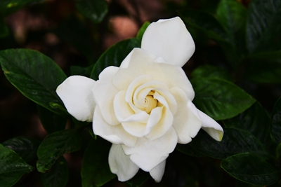 栀子花.jpg