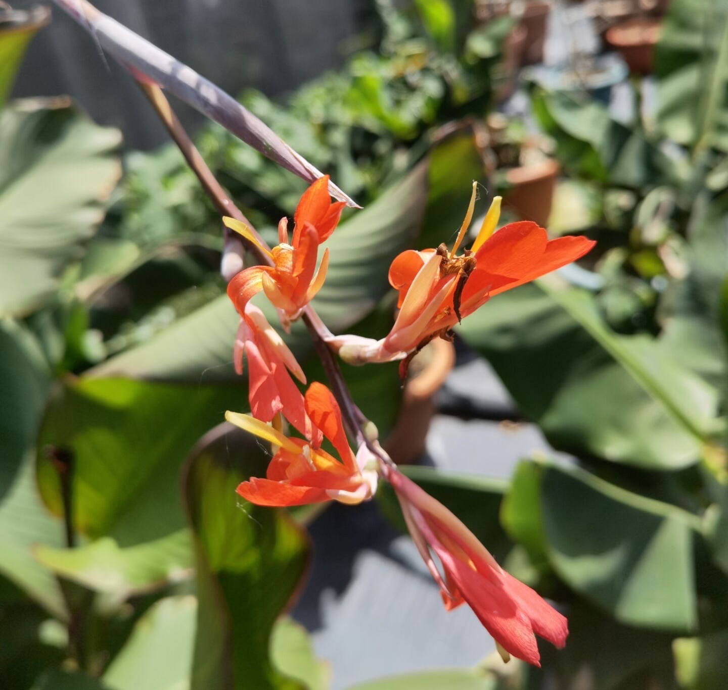 甜甜六月辰山植物園可以吃的蕉芋開花啦