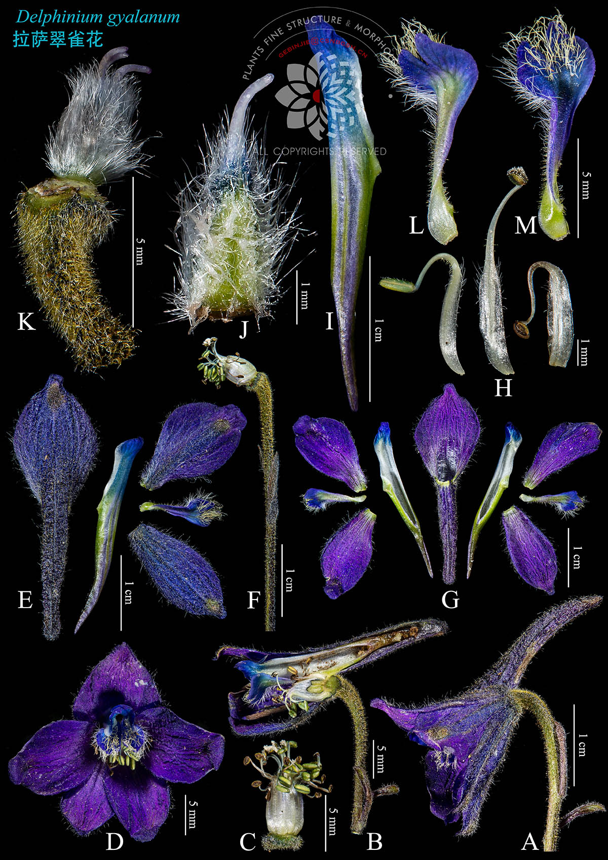 青 Delphinium gyalanum 拉萨翠雀花.jpg