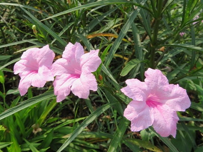 翠芦莉 (2).jpg