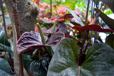 巨巧克力 (2).jpg