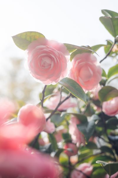 杜鹃山茶园内山茶 (1).jpg 杜鹃山茶园内山茶 (1).jpg