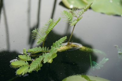 水生含羞草2.jpg