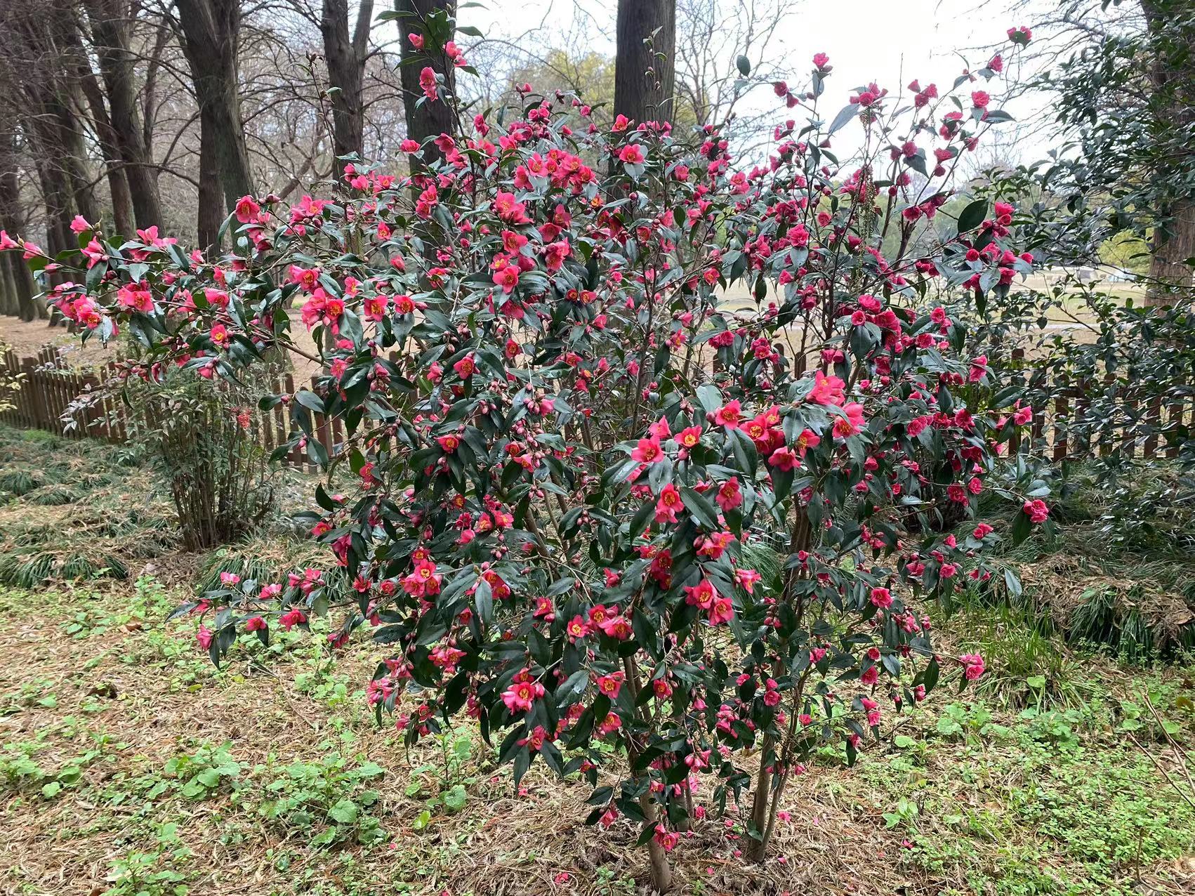束花茶花繁花已至,快来共青打卡吧_要闻动态_上海市绿化和市容管理局