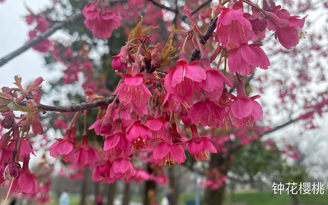 钟花樱桃.jpg