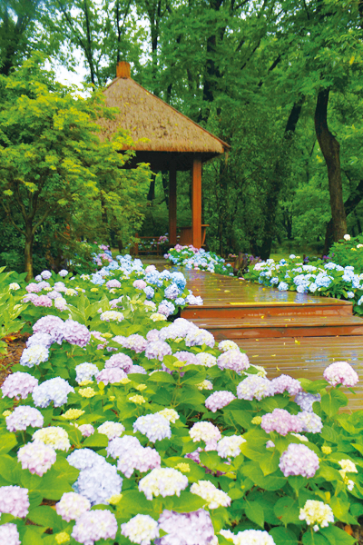 沪上首个八仙花主题特色花园今年在共青建成开放。.jpg