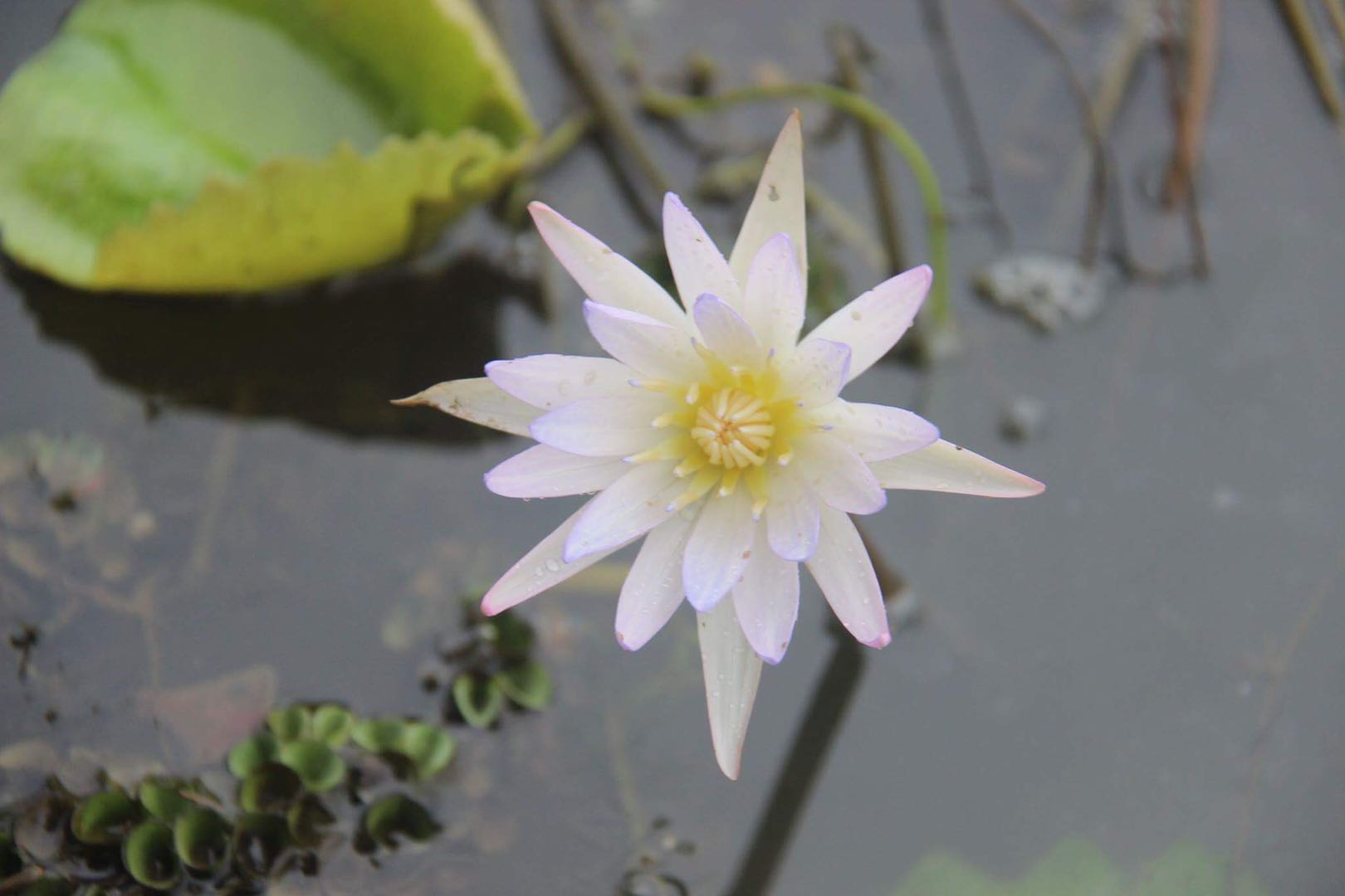 1延药睡莲.jpg