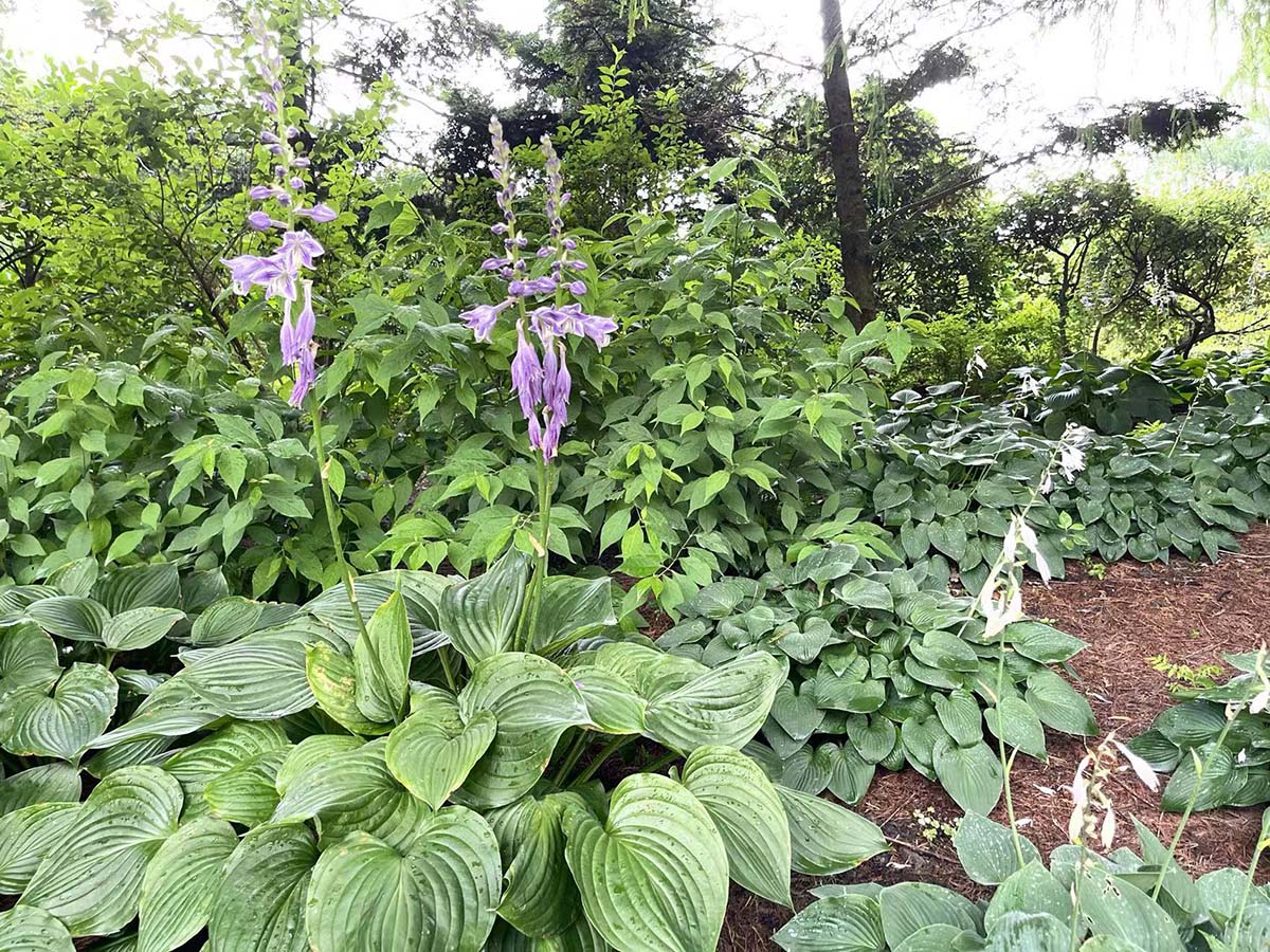 翠玉清秀身姿摇曳辰山植物园玉簪入花期