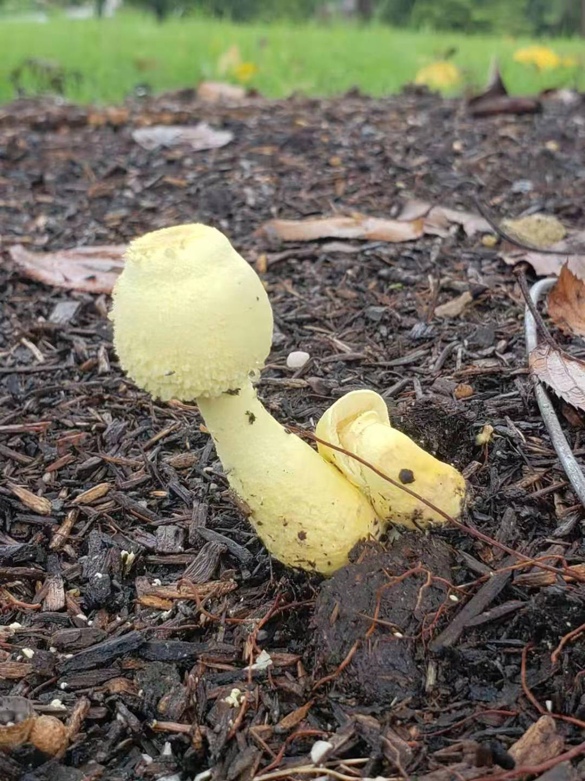 纯黄白鬼伞蘑菇图片图片