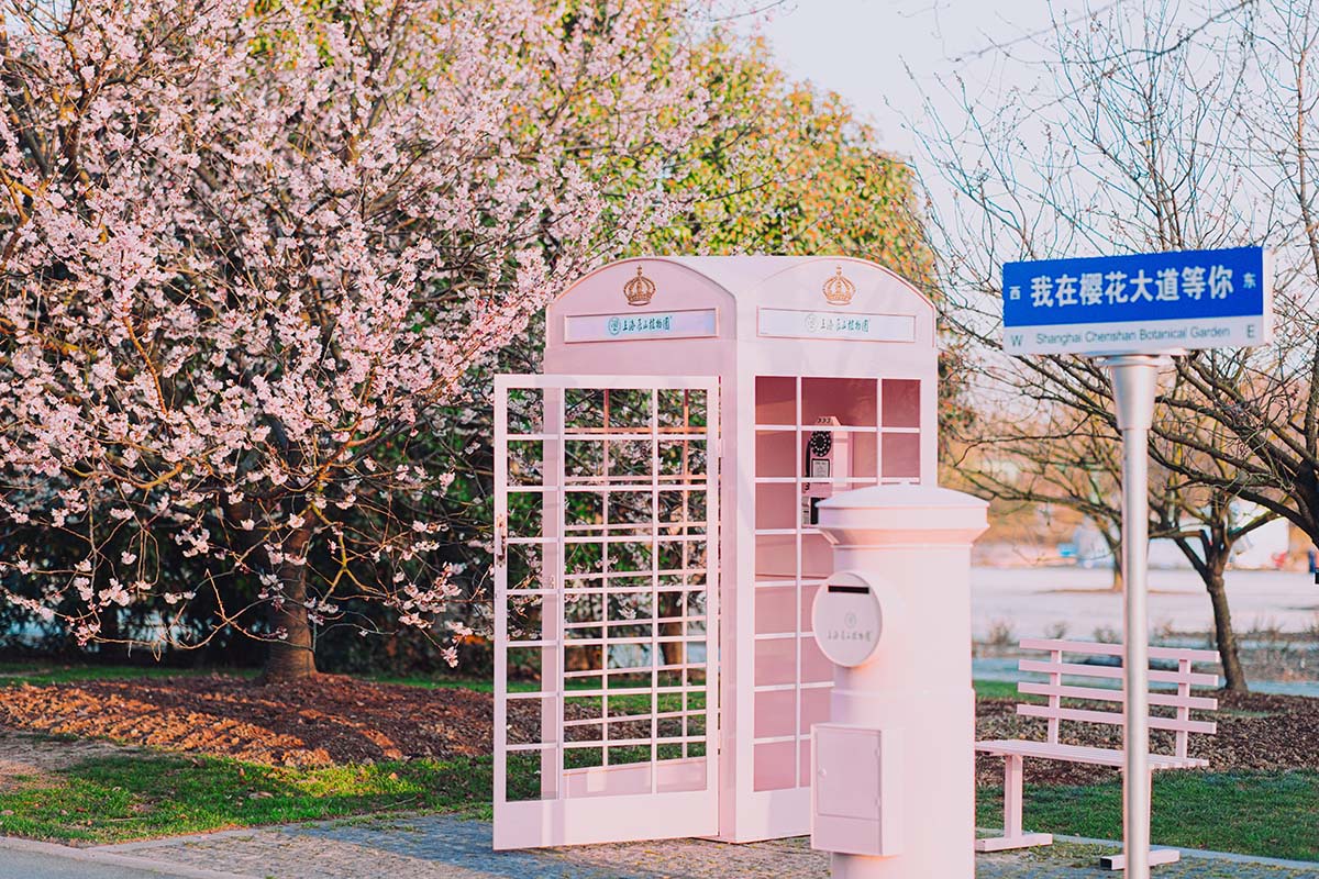 椿寒樱.jpg