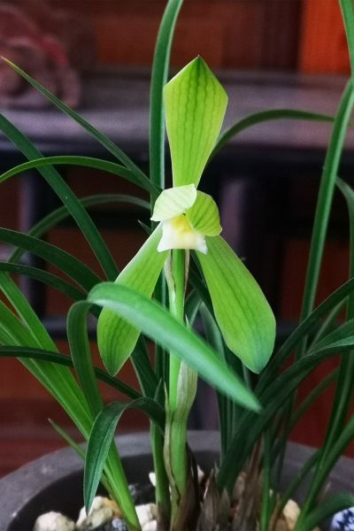 7春兰‘霸王荷素’--兰科兰属.jpg