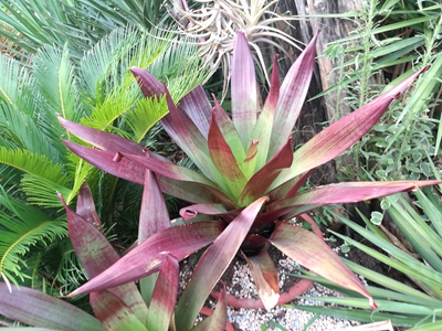 3酒红帝王凤梨Alcantarea vinicolor--丝瓣凤梨属1 (1).jpg