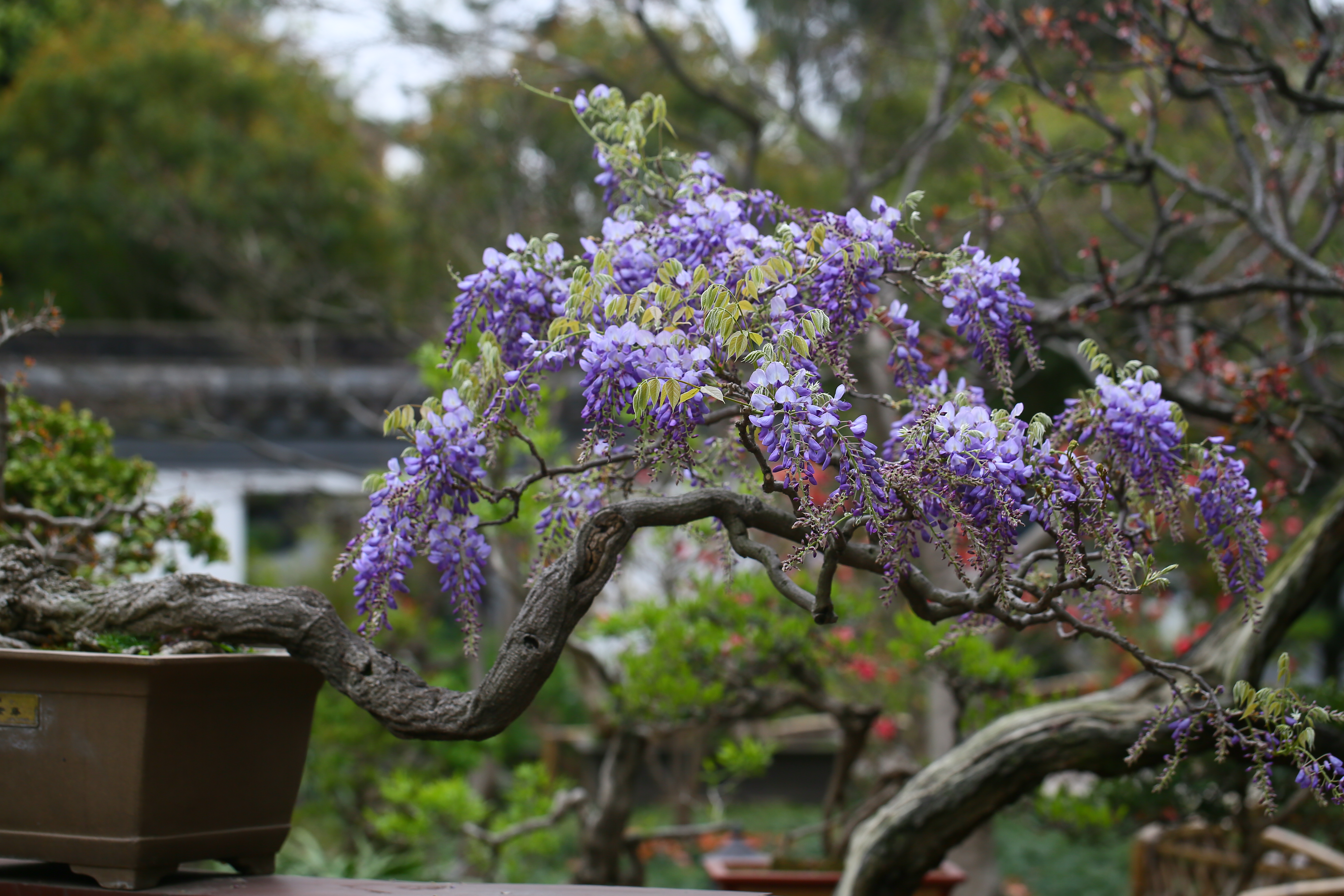紫藤是豆科,紫藤属,落叶攀援缠绕性藤本,紫藤为长寿树种,树龄可达千年