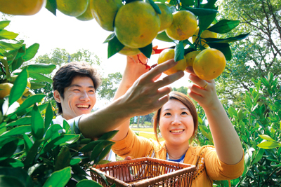 到了11月份橘子成熟，崇明三岛上黄灿灿的一片，是市民骑游、采橘的好去处。 刘璐璐供图.jpg