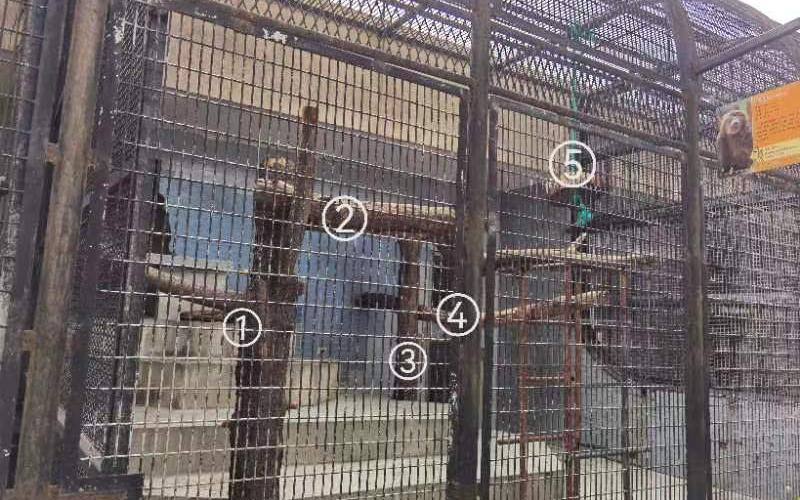 上海动物园灵长动物展区“微改造” 绿狒狒圆梦新家_要闻动态_上海市绿化和市容管理局