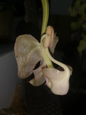 蜜卡卡拉吊桶兰--兰科吊桶兰属2.jpg