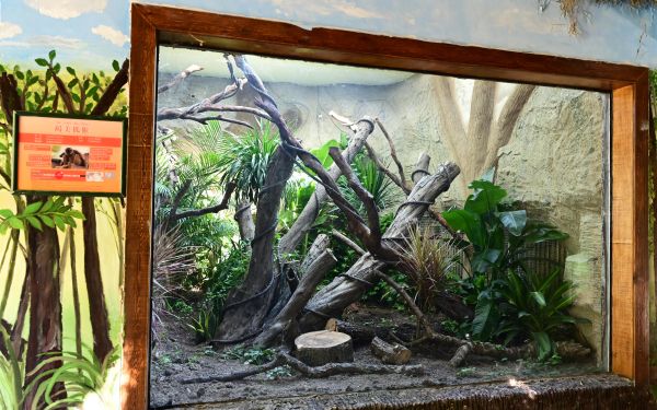 褐美狐猴 (1).JPG