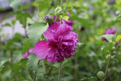 紫玉Hibiscus 