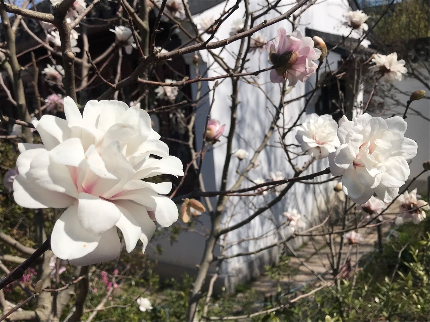 星花玉兰2.jpg 星花玉兰2.jpg